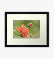 Orange poppy flower blossoms Framed Print