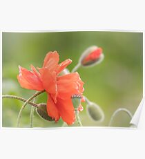 Orange poppy flower blossoms Poster