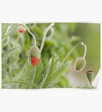 Orange poppy flower buds Poster