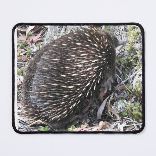 Item preview, echidna an Australian mammal designed and sold by Debsgiftware Ward.