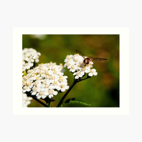 Wasp Art Print