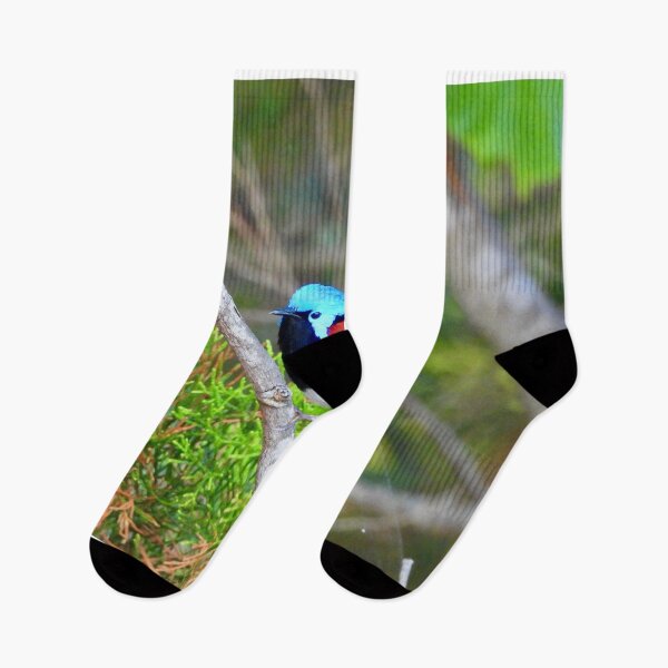 Item preview, Colourful Fairy wren  designed and sold by Mark Grimsley.