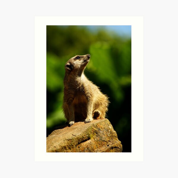 Meerkat Art Print