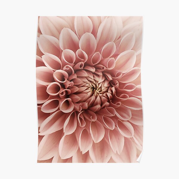 Blush pink flower Dahlia Poster