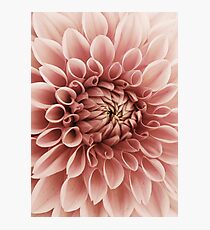 Erröten rosa Blume Dahlia Fotodruck