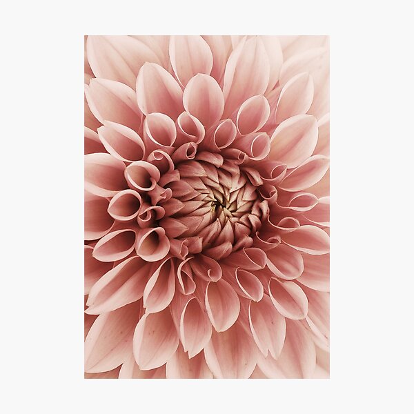 Blush pink flower Dahlia Photographic Print