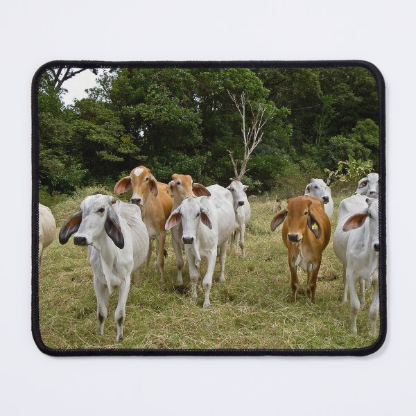Item preview, Brahman cattle designed and sold by lghtwrkr.