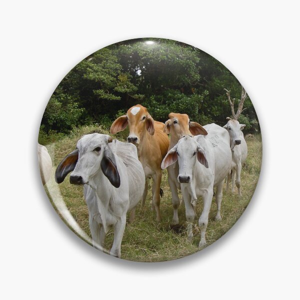 Item preview, Brahman cattle designed and sold by lghtwrkr.