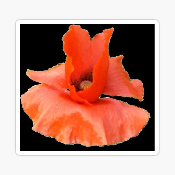 Red Poppy Collection head1a By Miss K L Slomczynski KABFA Sticker