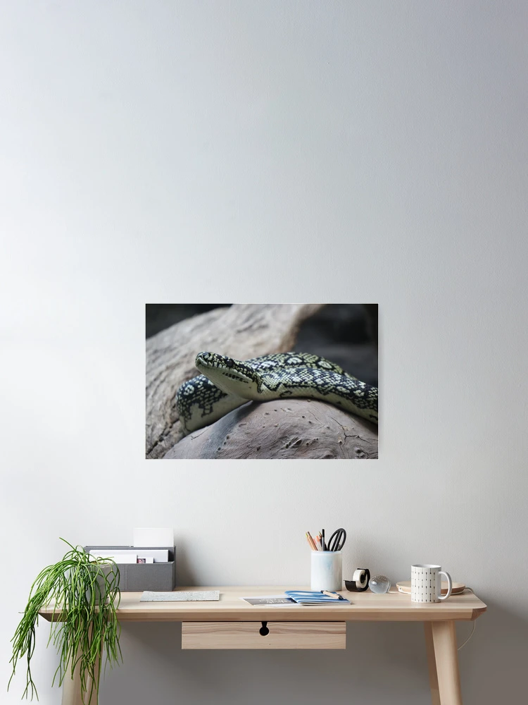 Thumbnail 2 von 3, Poster, Teppichpython designt und verkauft von FallenTrickster.