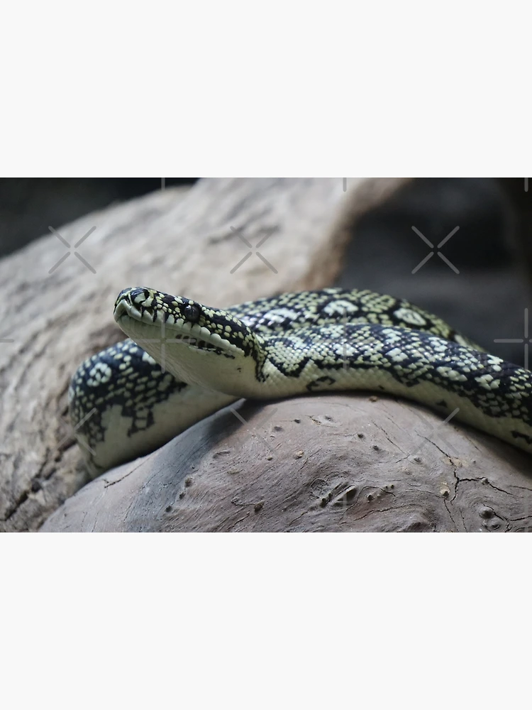 Thumbnail 3 von 3, Poster, Teppichpython designt und verkauft von FallenTrickster.