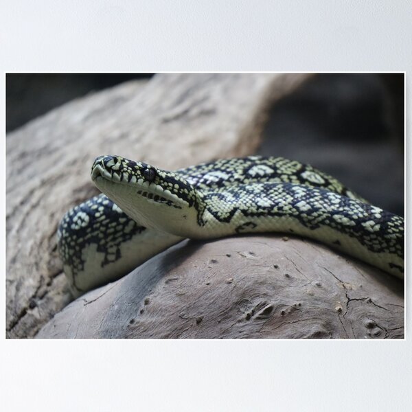 Item preview, Carpet python designed and sold by FallenTrickster.