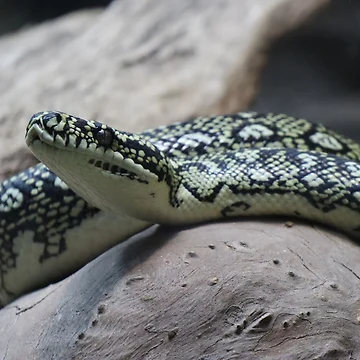 Artwork thumbnail, Carpet python by FallenTrickster