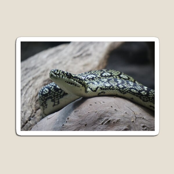 Item preview, Carpet python designed and sold by FallenTrickster.