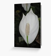 Pureness Greeting Card