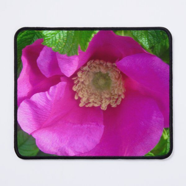 Item preview, Pink Wild rose designed and sold by Shulie1.