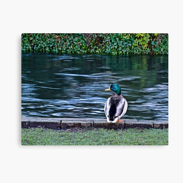 Duck on the River Itchen Canvas Print
