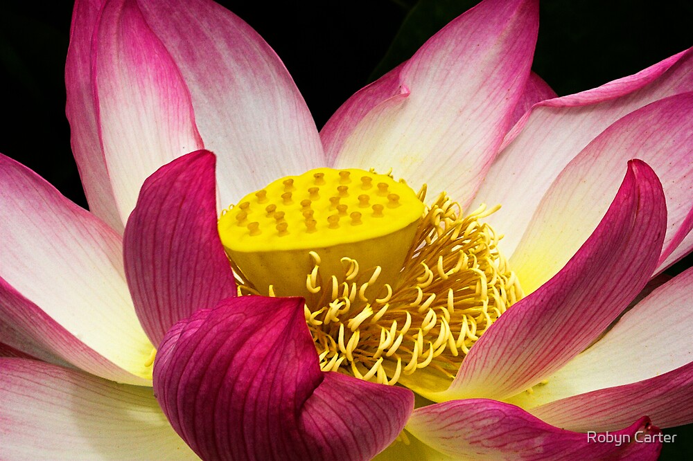 "Lotus Flower" by Robyn Carter Redbubble