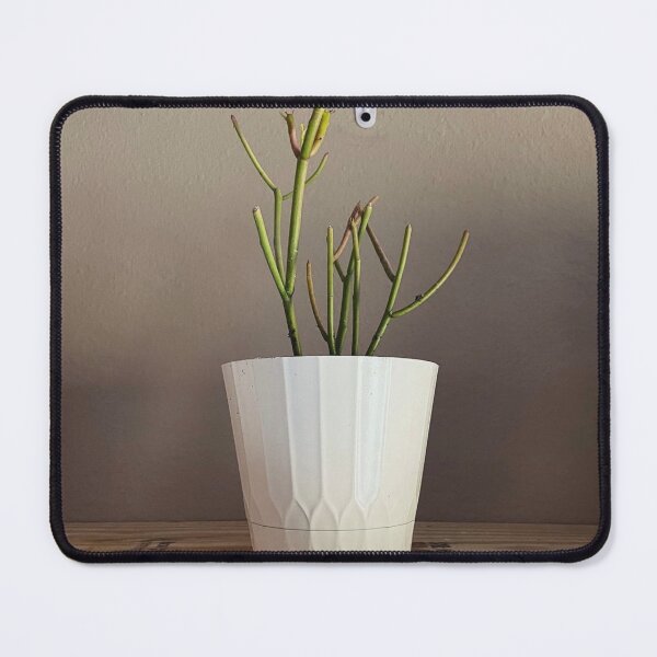 Item preview, Pencil Cactus on a shelf designed and sold by trenchbalence.
