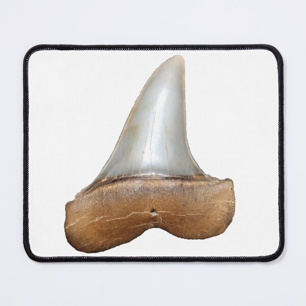 Item preview, Mako Shark Tooth - Carcharodon hastalis designed and sold by OrganicOasisArt.