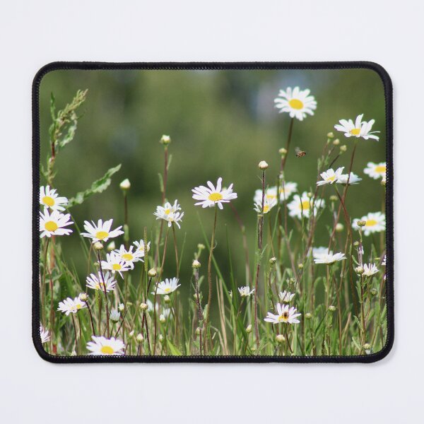 Aperçu de l'œuvre Champ de marguerites créée et vendue par Colourful Wonderful.