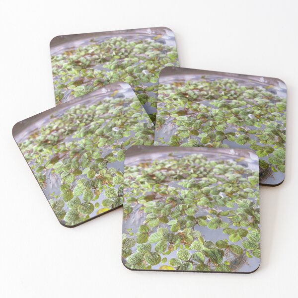 Item preview, Salvinia minima - Water Lettuce designed and sold by trenchbalence.