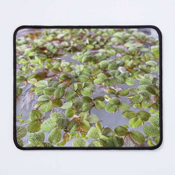 Item preview, Salvinia minima - Water Lettuce designed and sold by trenchbalence.