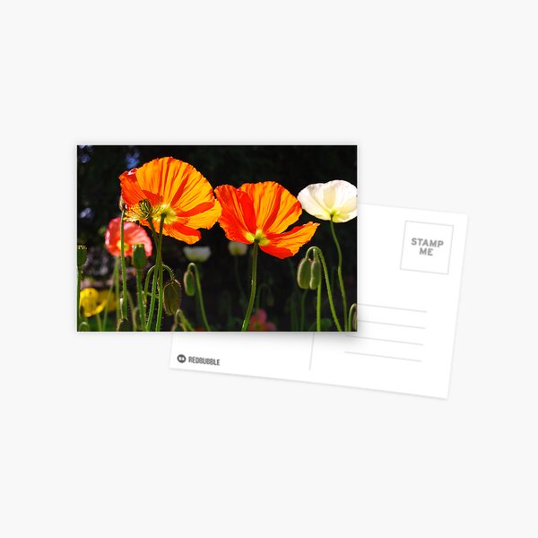 Poppies in the sun Postcard