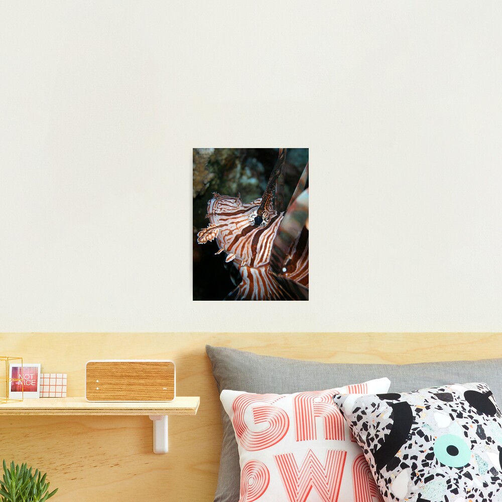 Volitans Photographic Print