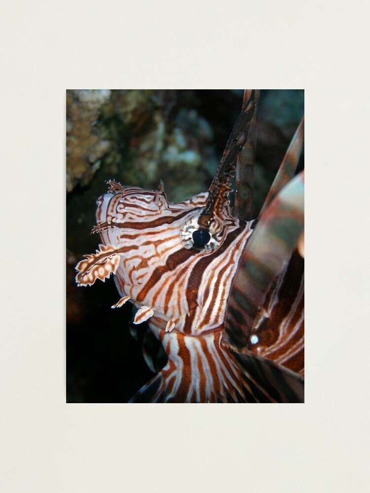Alternate view of Volitans Photographic Print