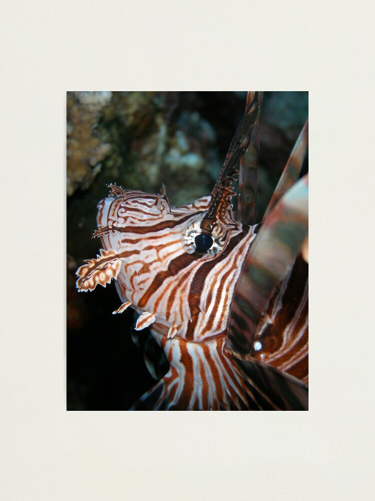 Alternate view of Volitans Photographic Print