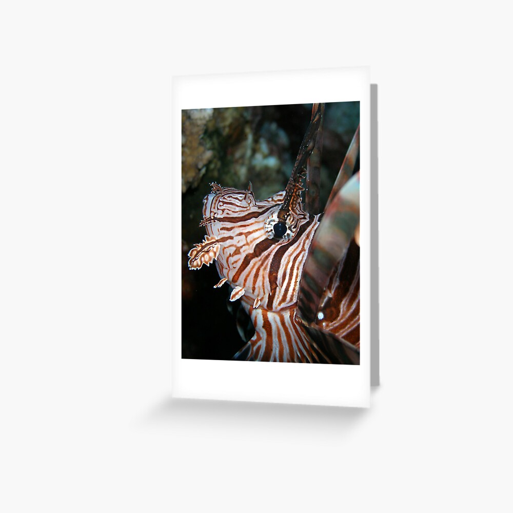 Volitans Greeting Card