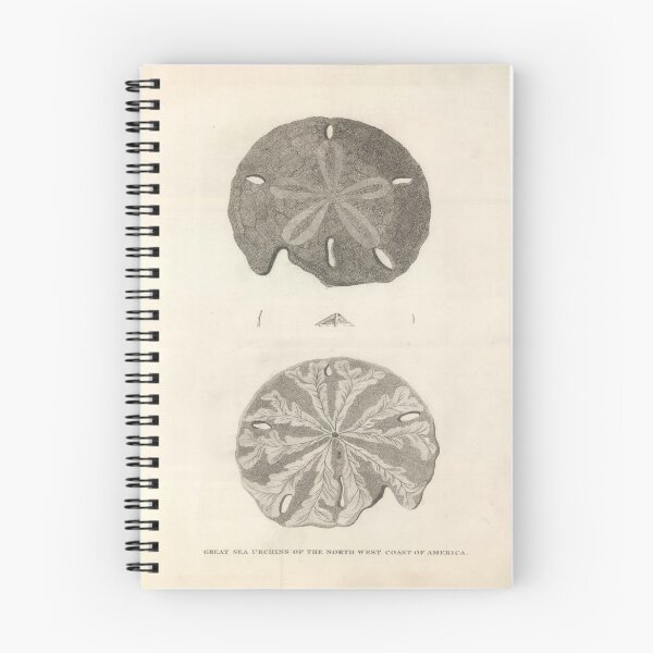 Item preview, Vintage Sand Dollar Illustrative Diagram (1799) designed and sold by BravuraMedia.