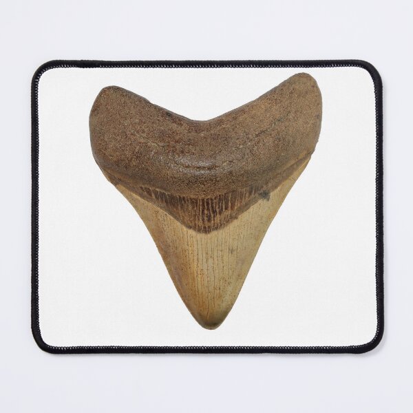 Item preview, Megalodon Shark Tooth - Otodus megalodon designed and sold by OrganicOasisArt.