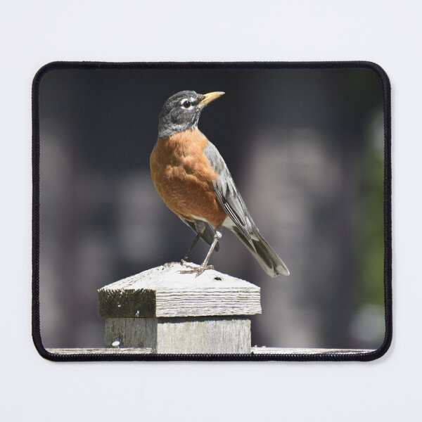 Item preview, Robin on a Fence Post designed and sold by Kathleen Brant.