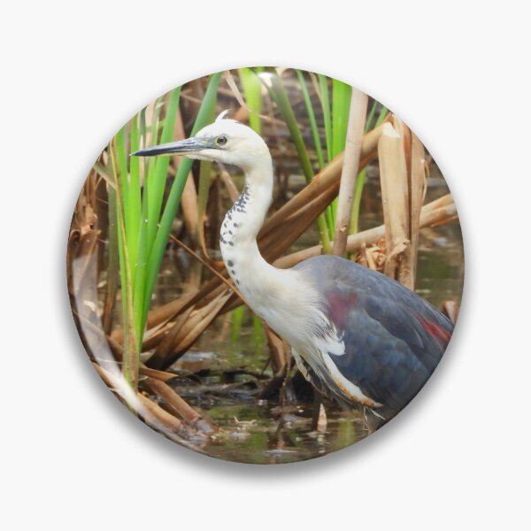 Item preview, White Necked Heron at Lagoons designed and sold by Mark Grimsley.