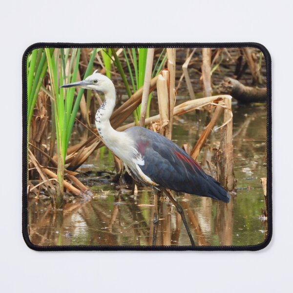 Item preview, White Necked Heron at Lagoons designed and sold by Mark Grimsley.
