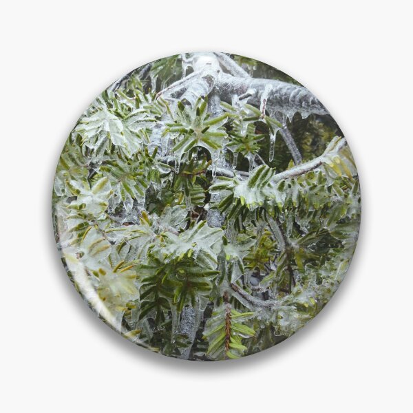 Item preview, Frozen Canadian Hemlock - Freezing Rain in the Spring designed and sold by GenAumonier.