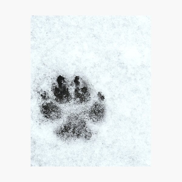Item preview, Paw Print - Freezing Rain in the Spring designed and sold by GenAumonier.
