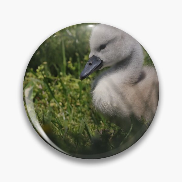 Artikelvorschau, Baby Schwan/Cygnet entworfen und verkauft von BirdsBugsBeyond.