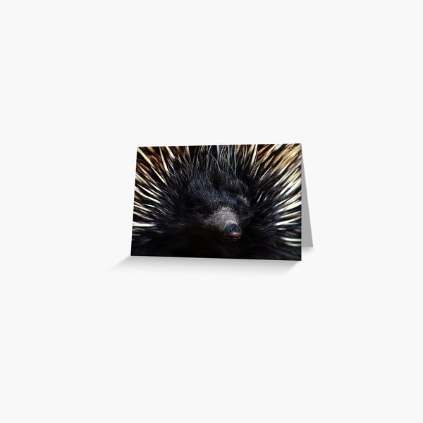 Snout Greeting Card