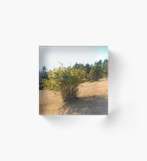 Shrub Acrylic Block