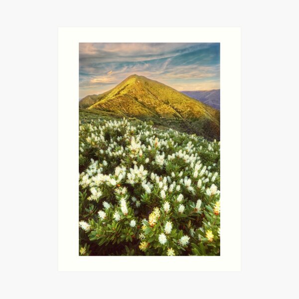 Last light on Feathertop Art Print