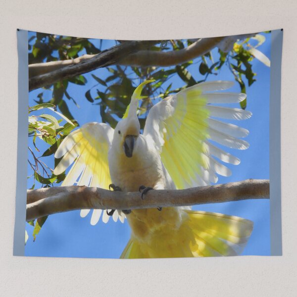 Item preview, Cockatoo dance and sing designed and sold by Mark Grimsley.