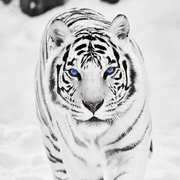 White Tiger | Leggings