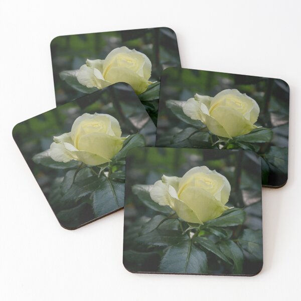 Item preview, Pale pale morning, Rosegarden serie designed and sold by Jouko Lehto Photography.