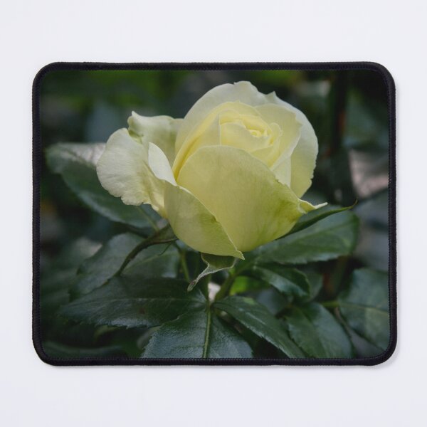 Item preview, Pale pale morning, Rosegarden serie designed and sold by Jouko Lehto Photography.