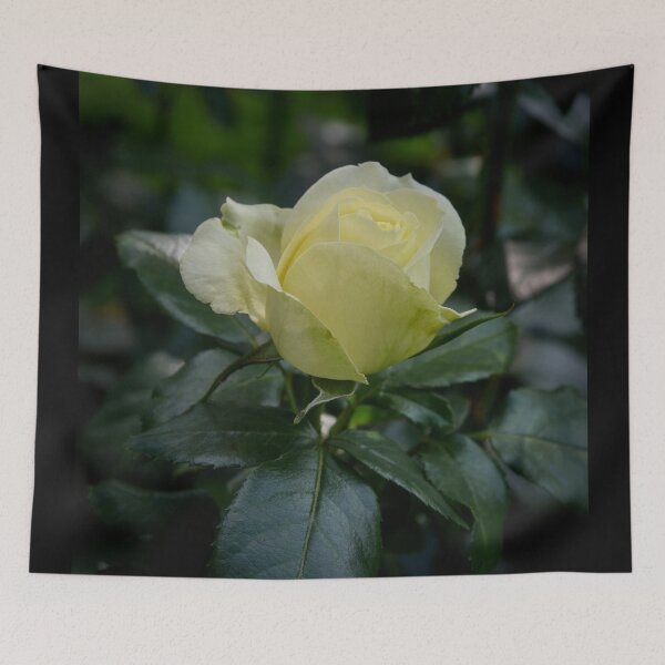 Item preview, Pale pale morning, Rosegarden serie designed and sold by Jouko Lehto Photography.