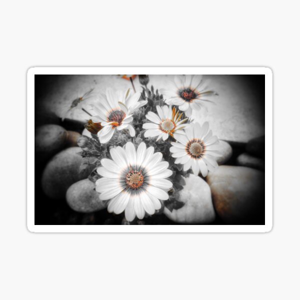 Orange Osteospermum Flower Sticker