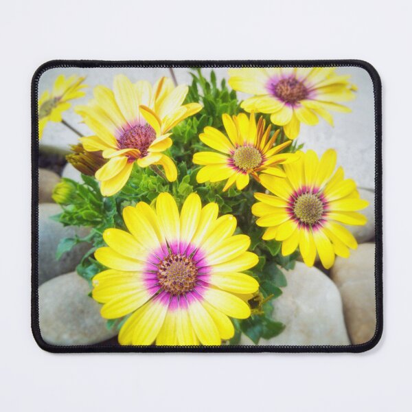 Item preview, Yellow Osteospermum Flowers designed and sold by Marie Clapton.